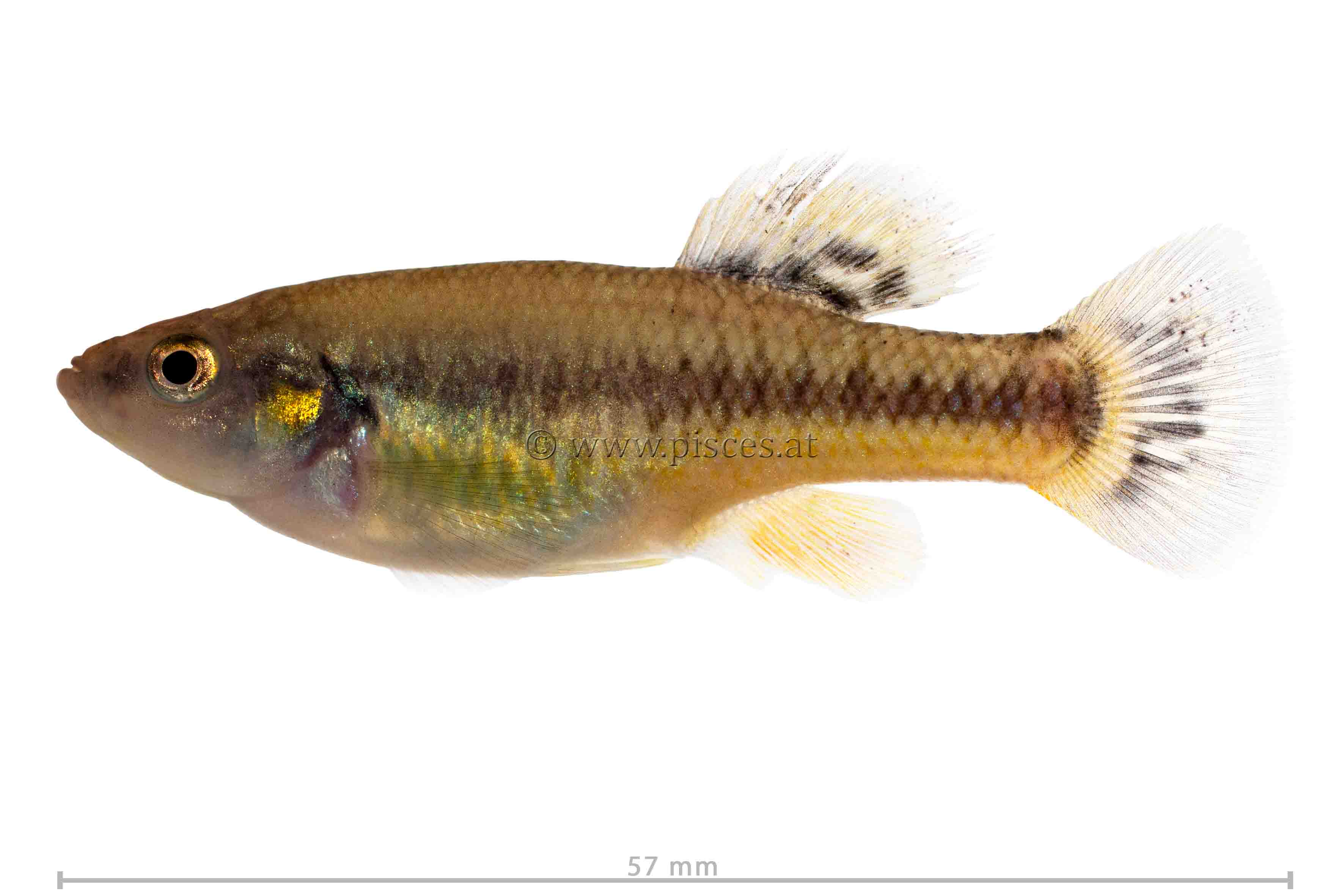 <em>Allodontichthys tamazulae</em> (Tuxpan splitfin)