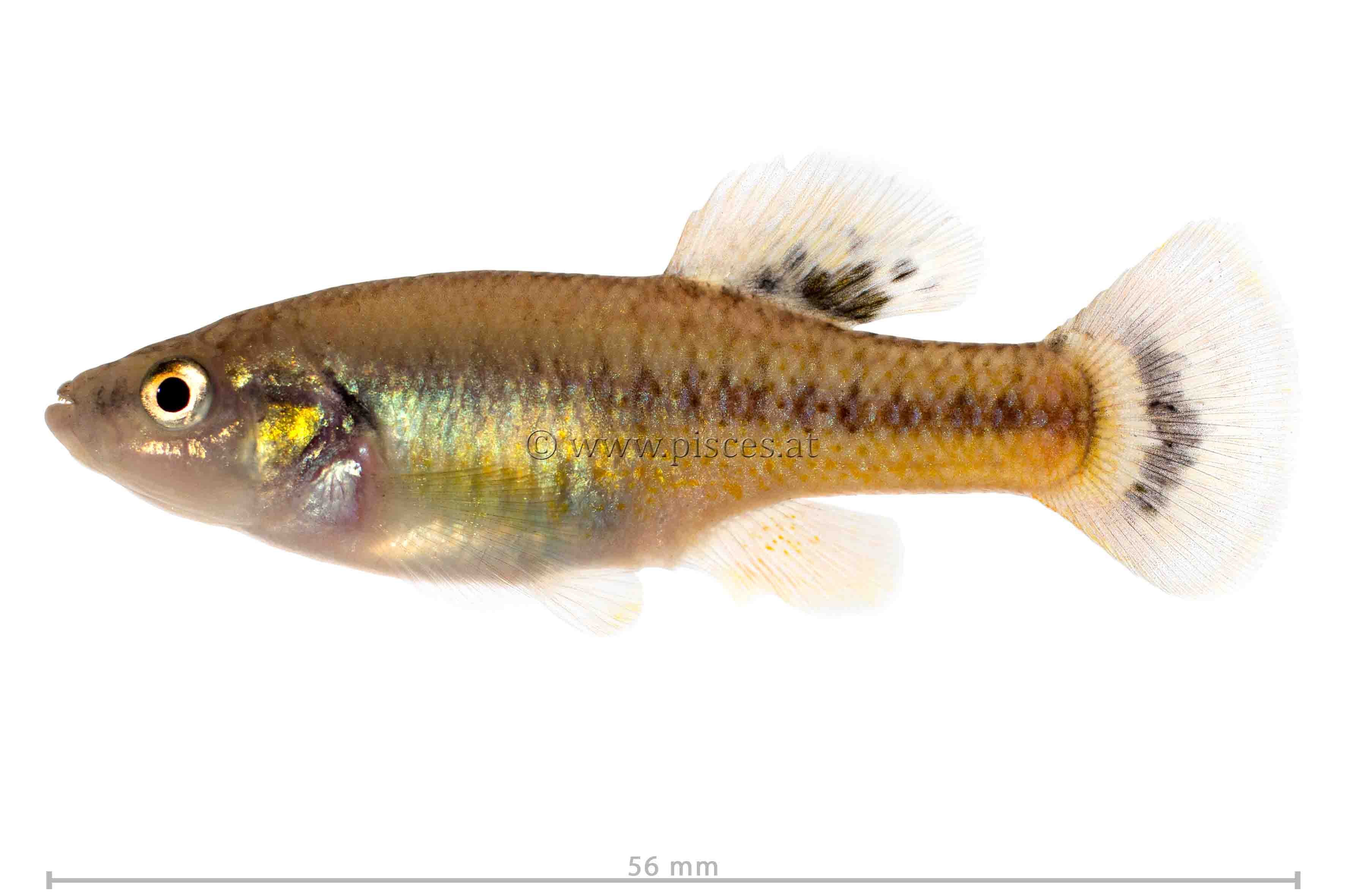 <em>Allodontichthys tamazulae</em> (Tuxpan splitfin)