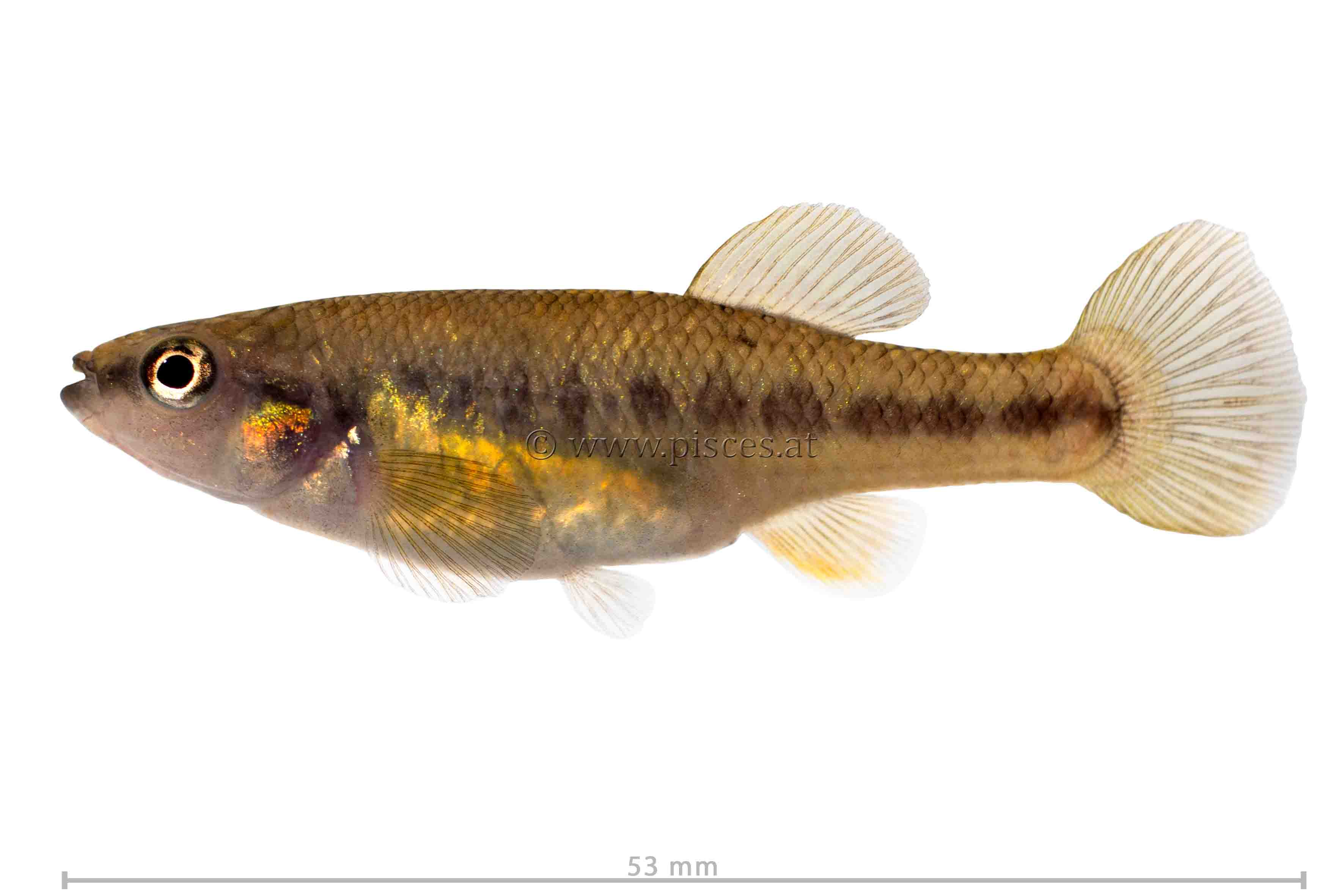 <em>Allodontichthys zonistius</em> (Colima-Hochlandkärpfling, Bandfin splitfin)