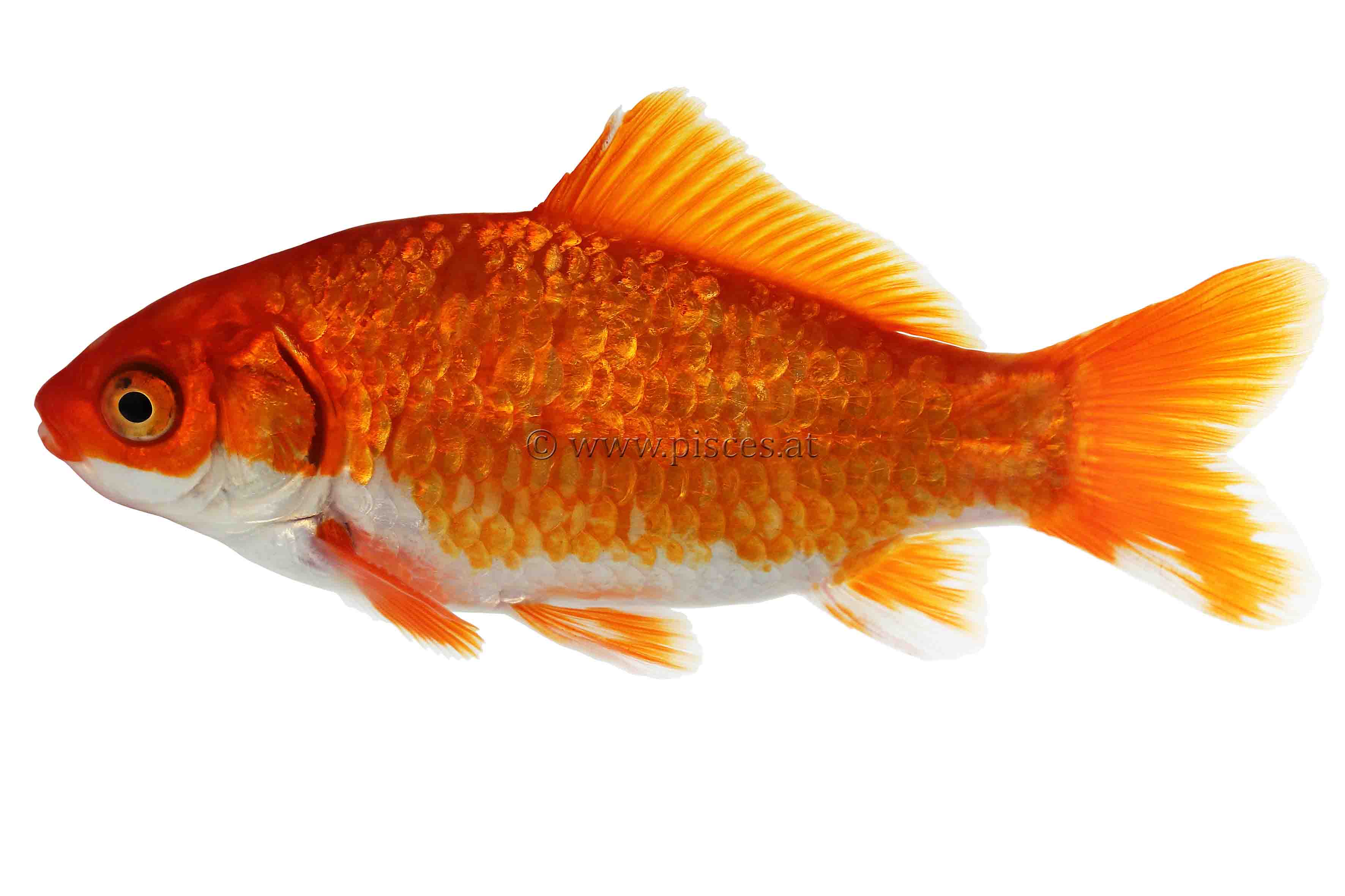 <em>Carassius auratus</em> (Goldfisch, Goldfish)