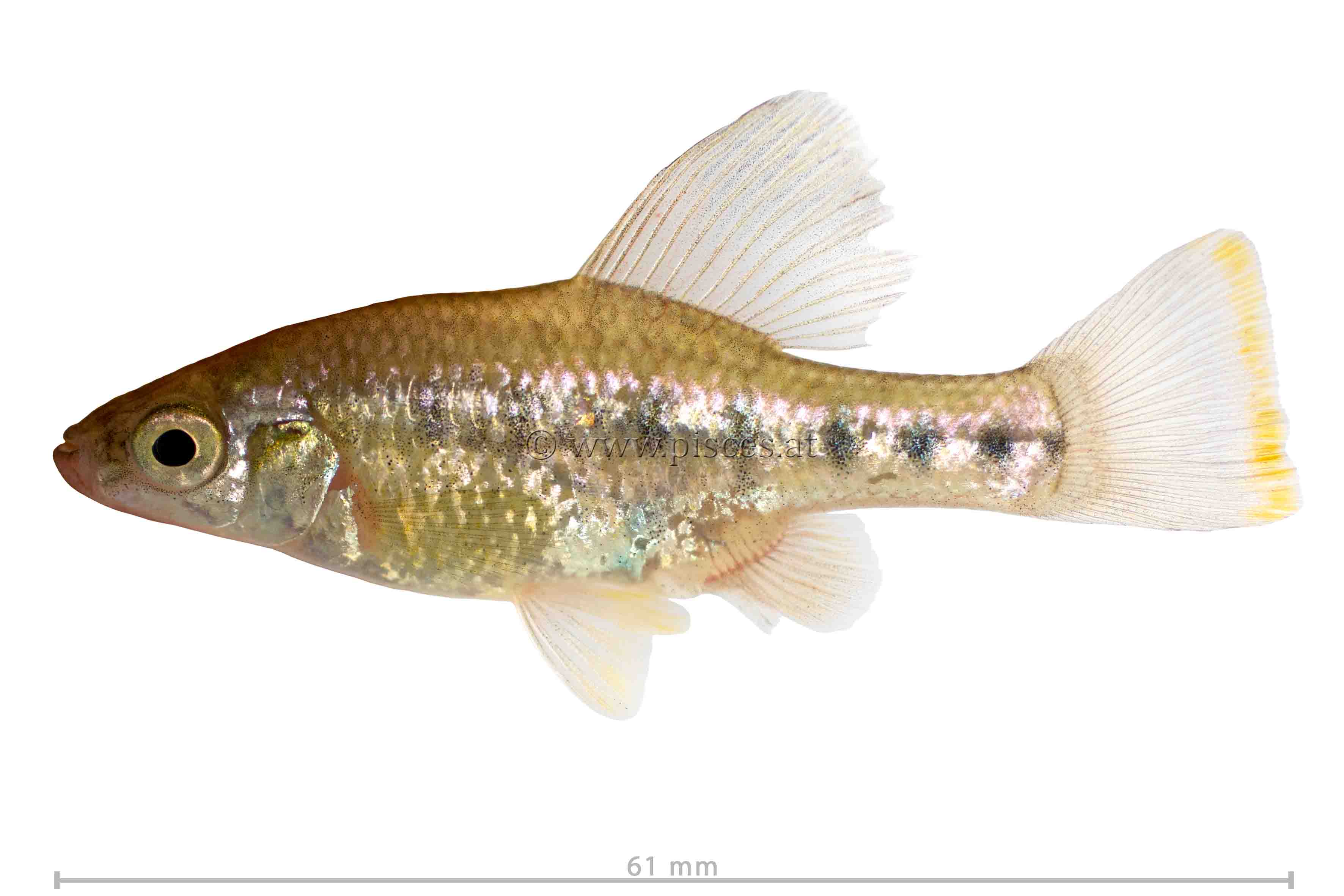<em>Chapalichthys encaustus</em> (Seitentupfen-Hochlandkärpfling, Barred splitfin)