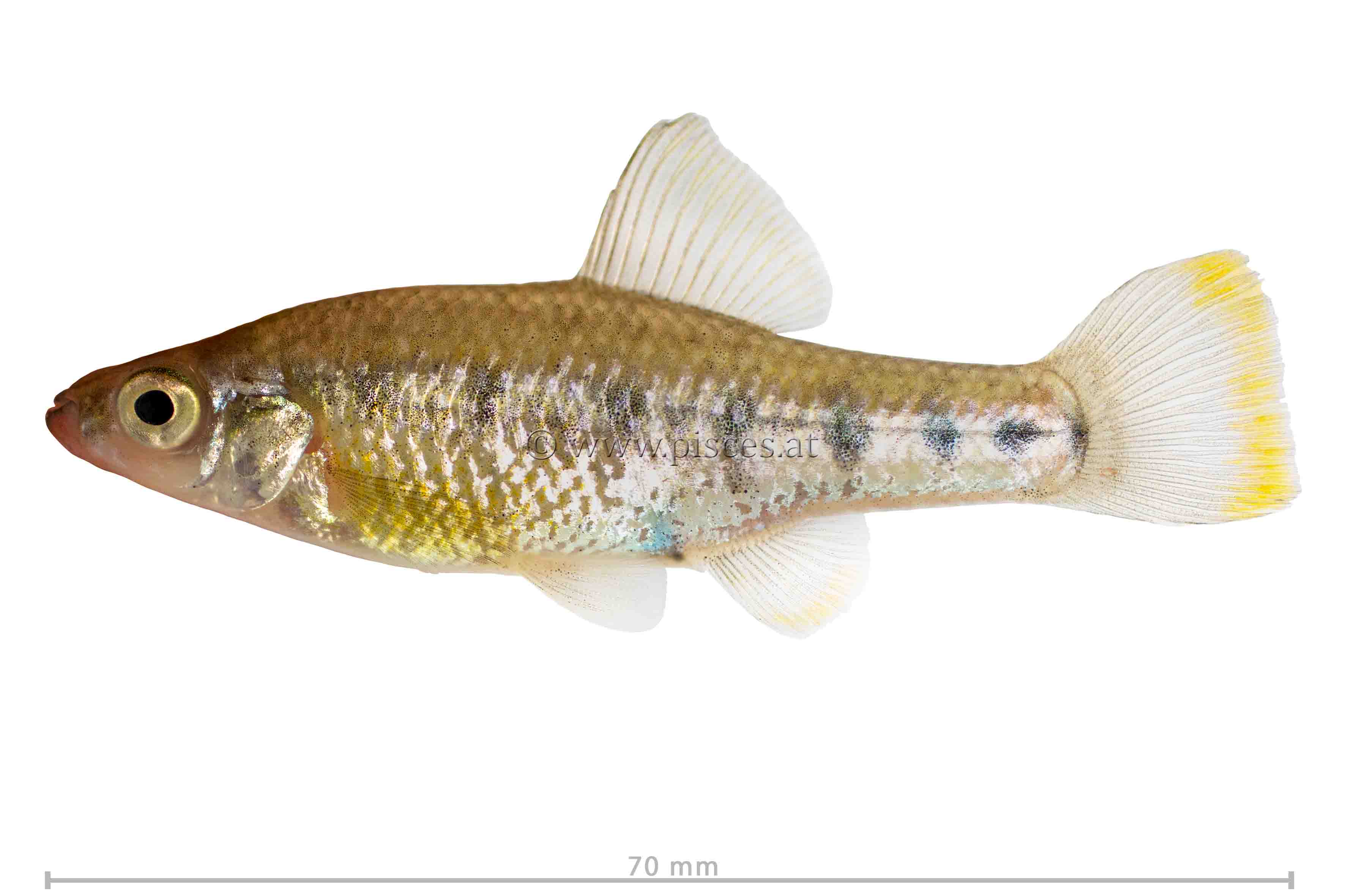 <em>Chapalichthys encaustus</em> (Seitentupfen-Hochlandkärpfling, Barred splitfin)