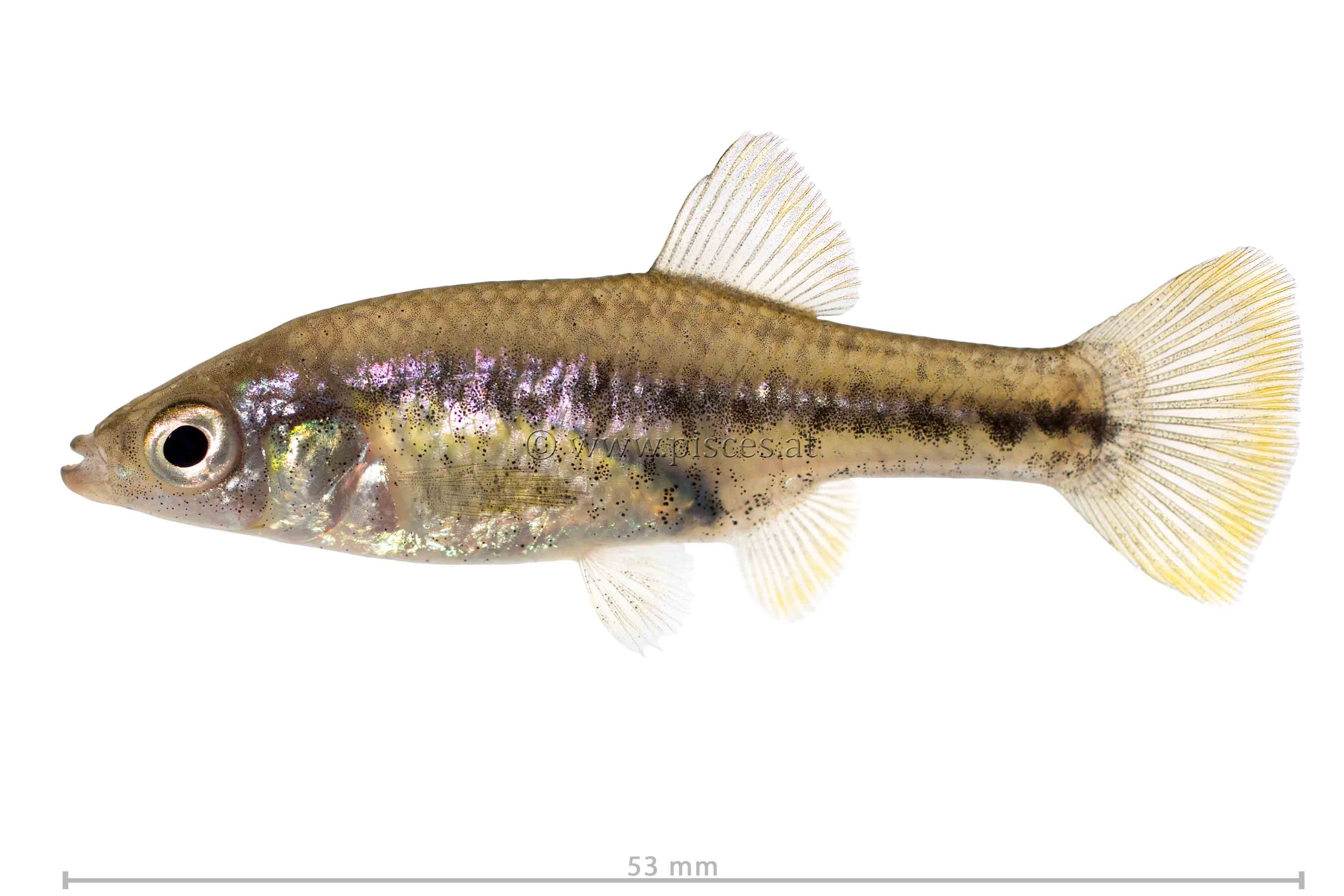 <em>Chapalichthys peraticus</em> (Alien splitfin)