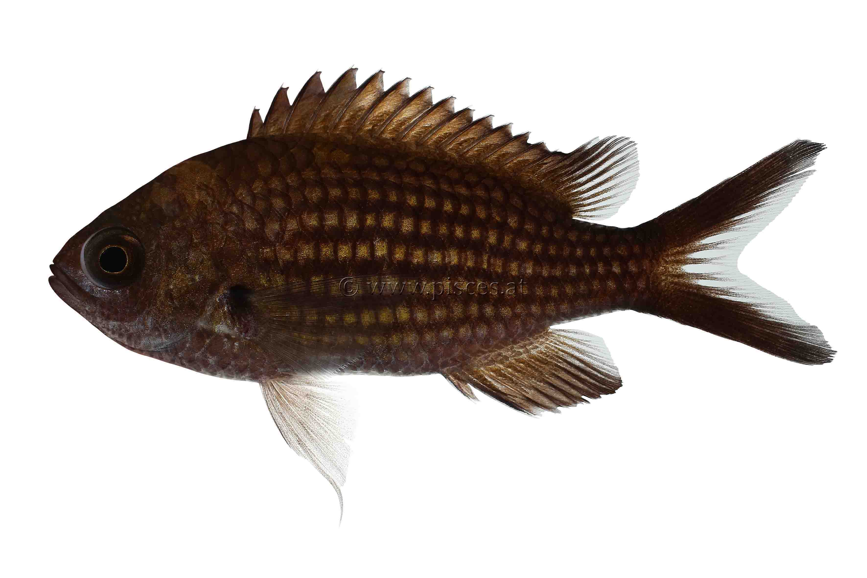 <em>Chromis chromis</em> (Mittelmeer Mönchsfisch, Mediterranean chromis)