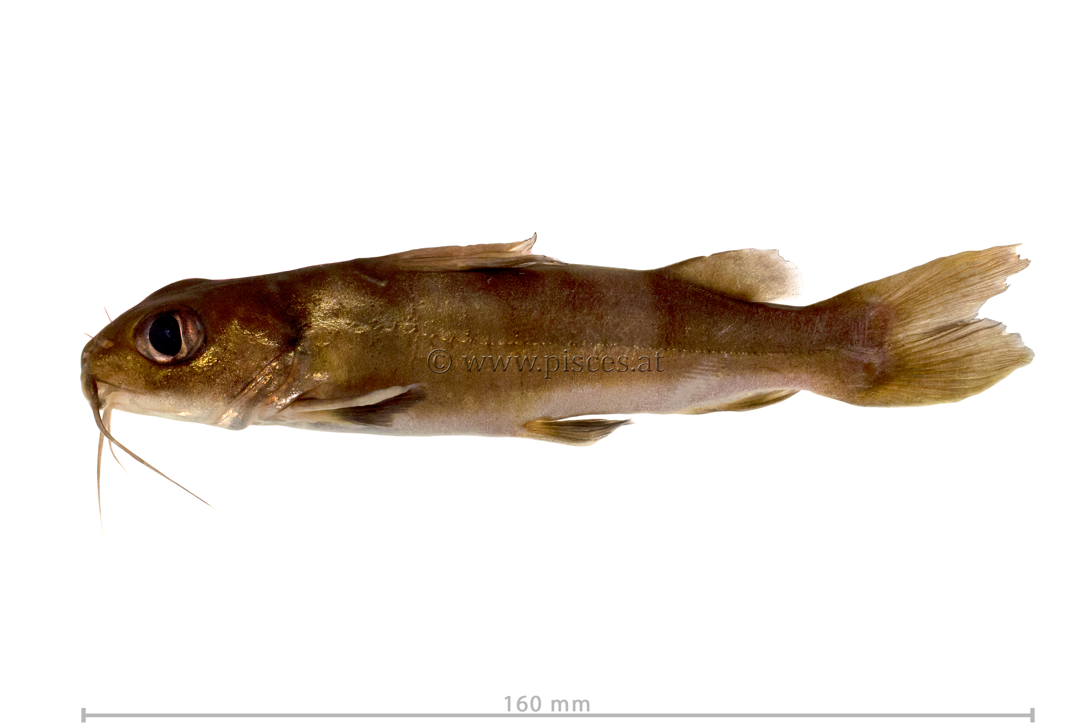 <em>Chrysichthys auratus</em> (Golden Nile catfish)