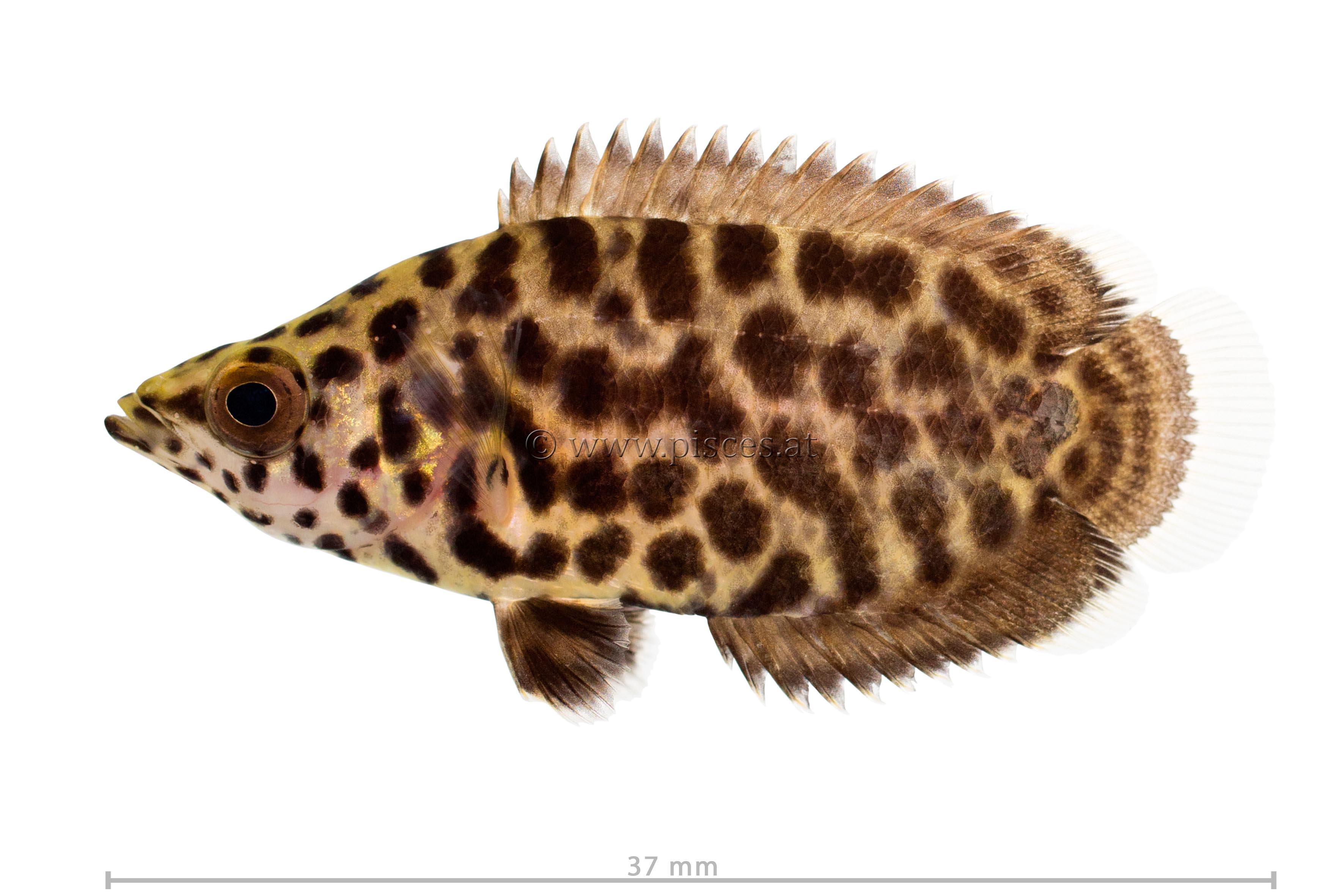 <em>Ctenopoma acutirostre</em> (Leopard-Buschfisch, Leopard bush fish)