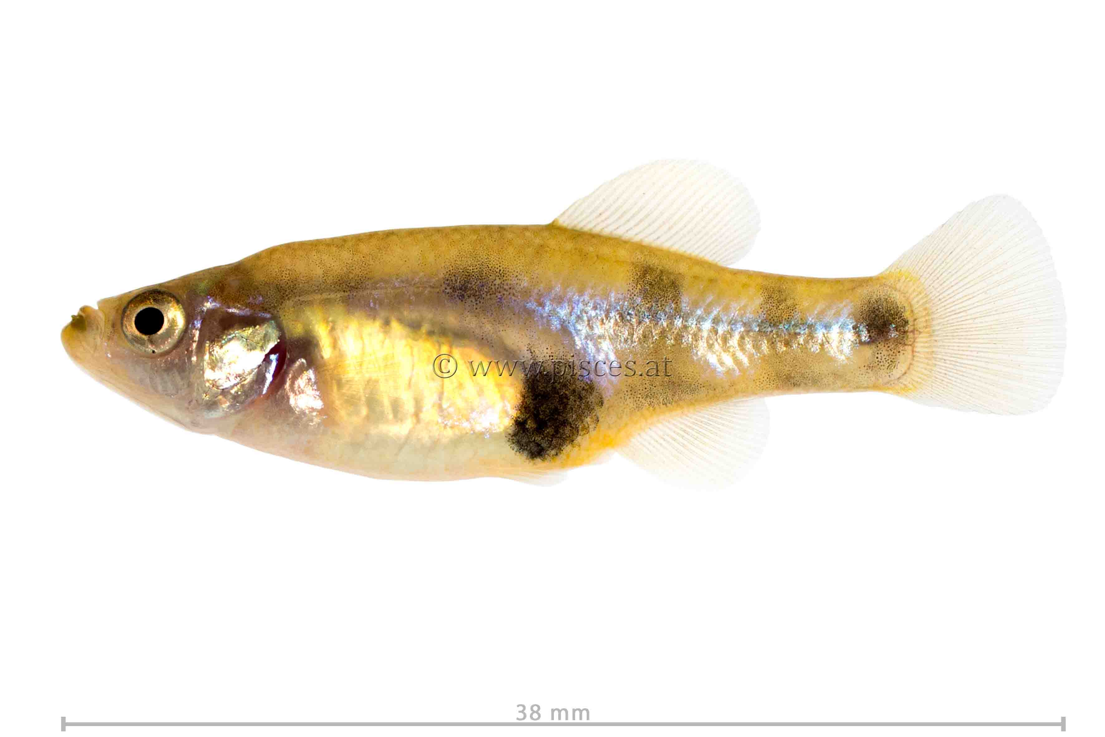 <em>Girardinichthys multiradiatus</em> (Großflossen-Hochlandkärpfling, Darkedged splitfin)