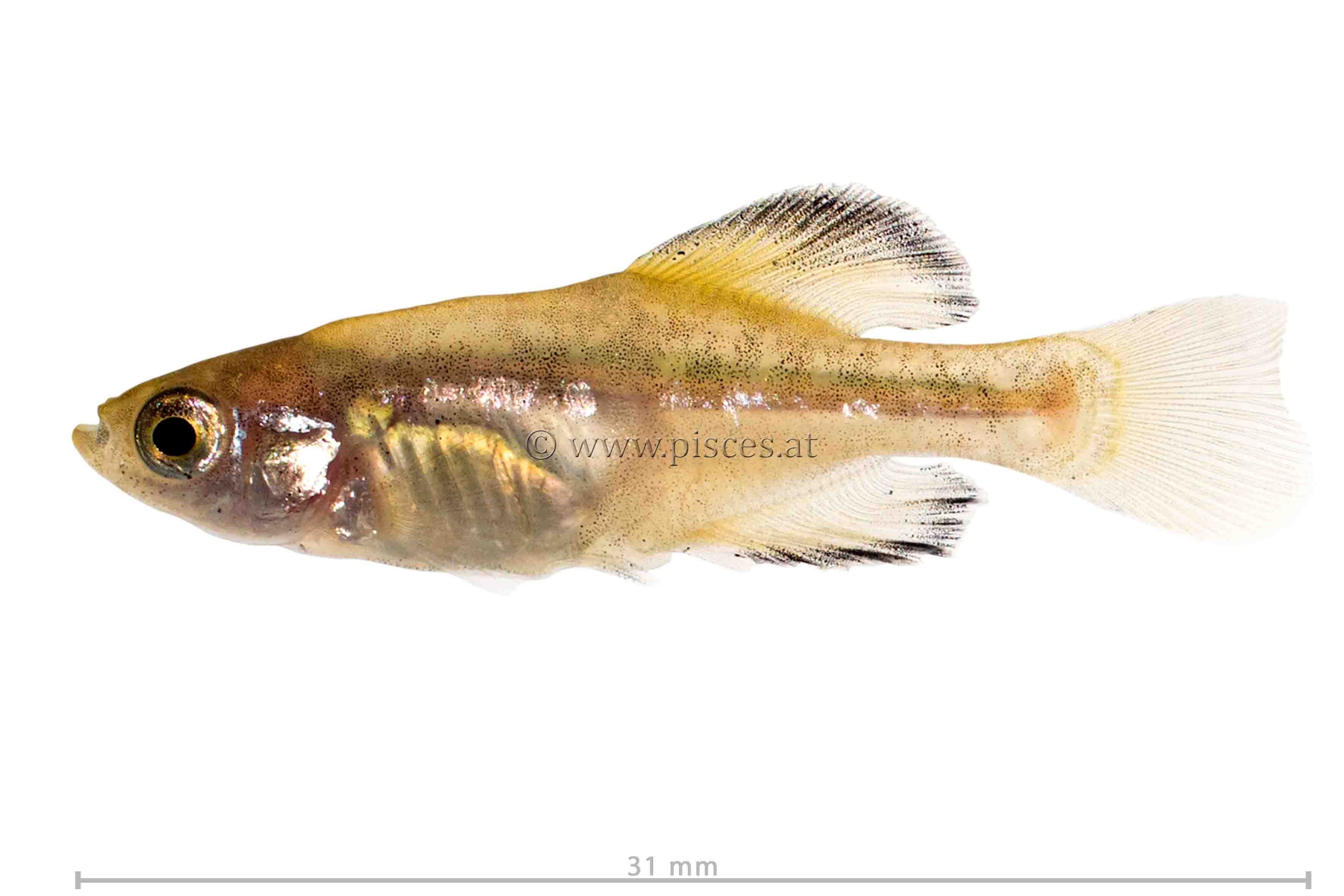 <em>Girardinichthys viviparus </em> (Chapultepec splitfin)