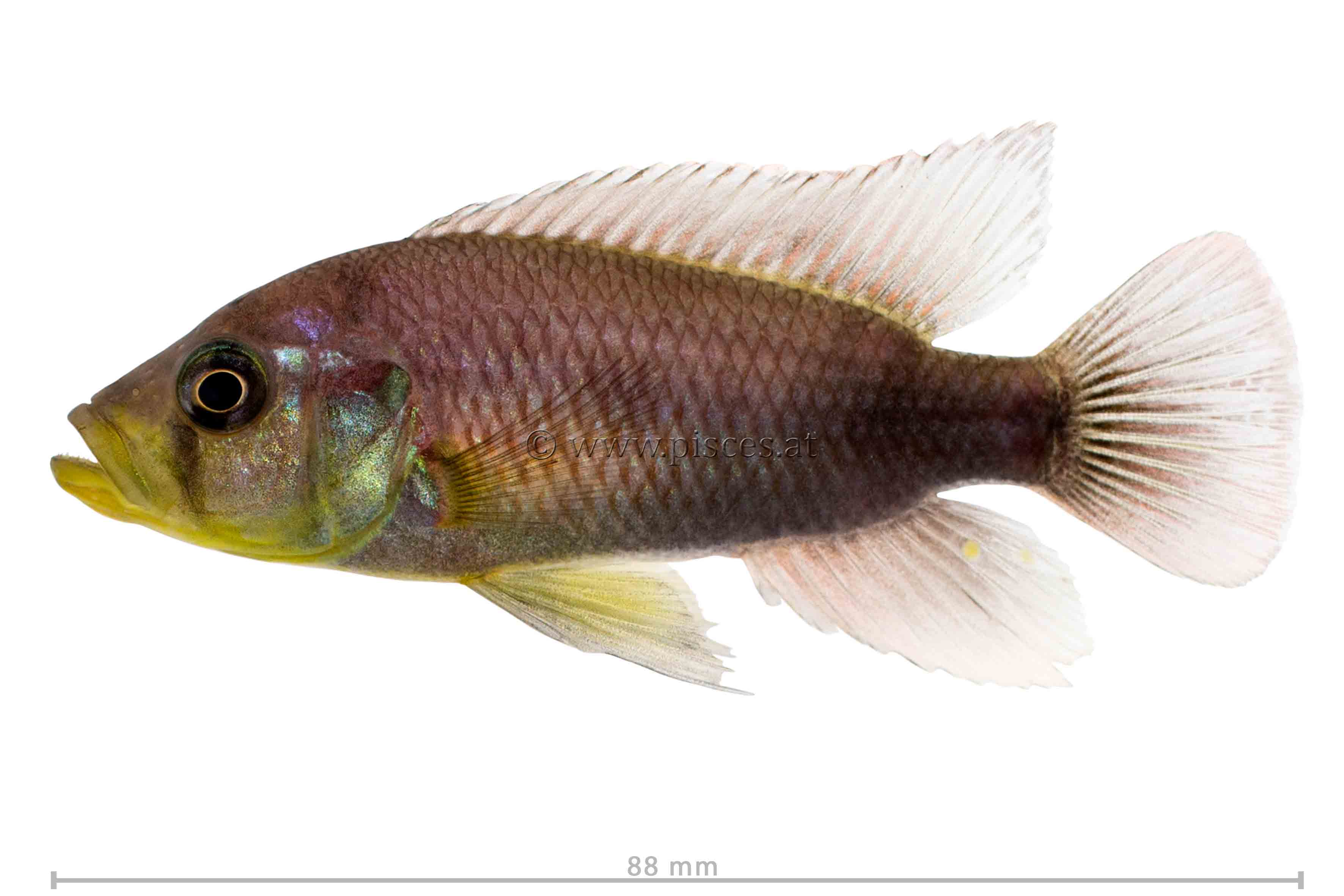 <em>Haplochromis sp.</em> 