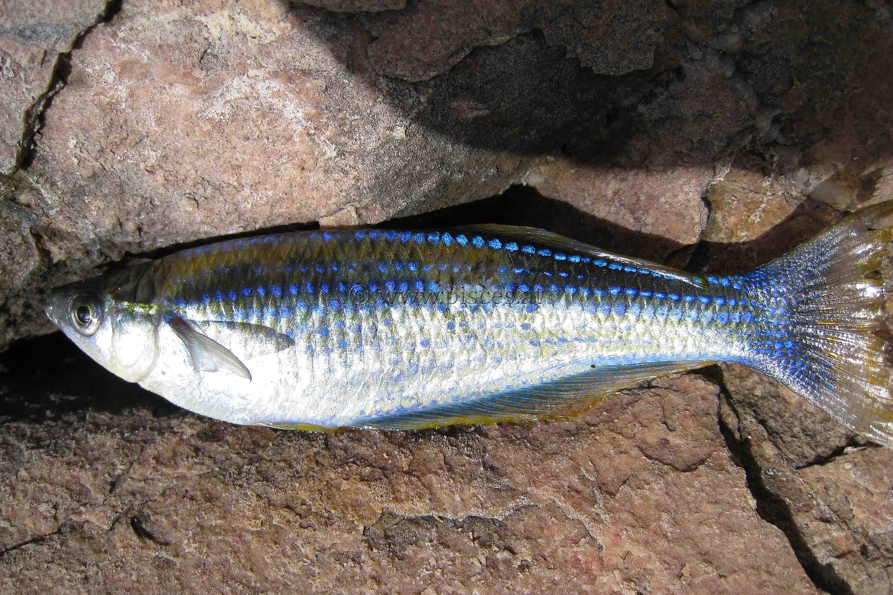 <em>Lamprichthys tanganicanus</em> (Großer Tanganjika-Leuchtaugenfisch, Tanganyika killifish)