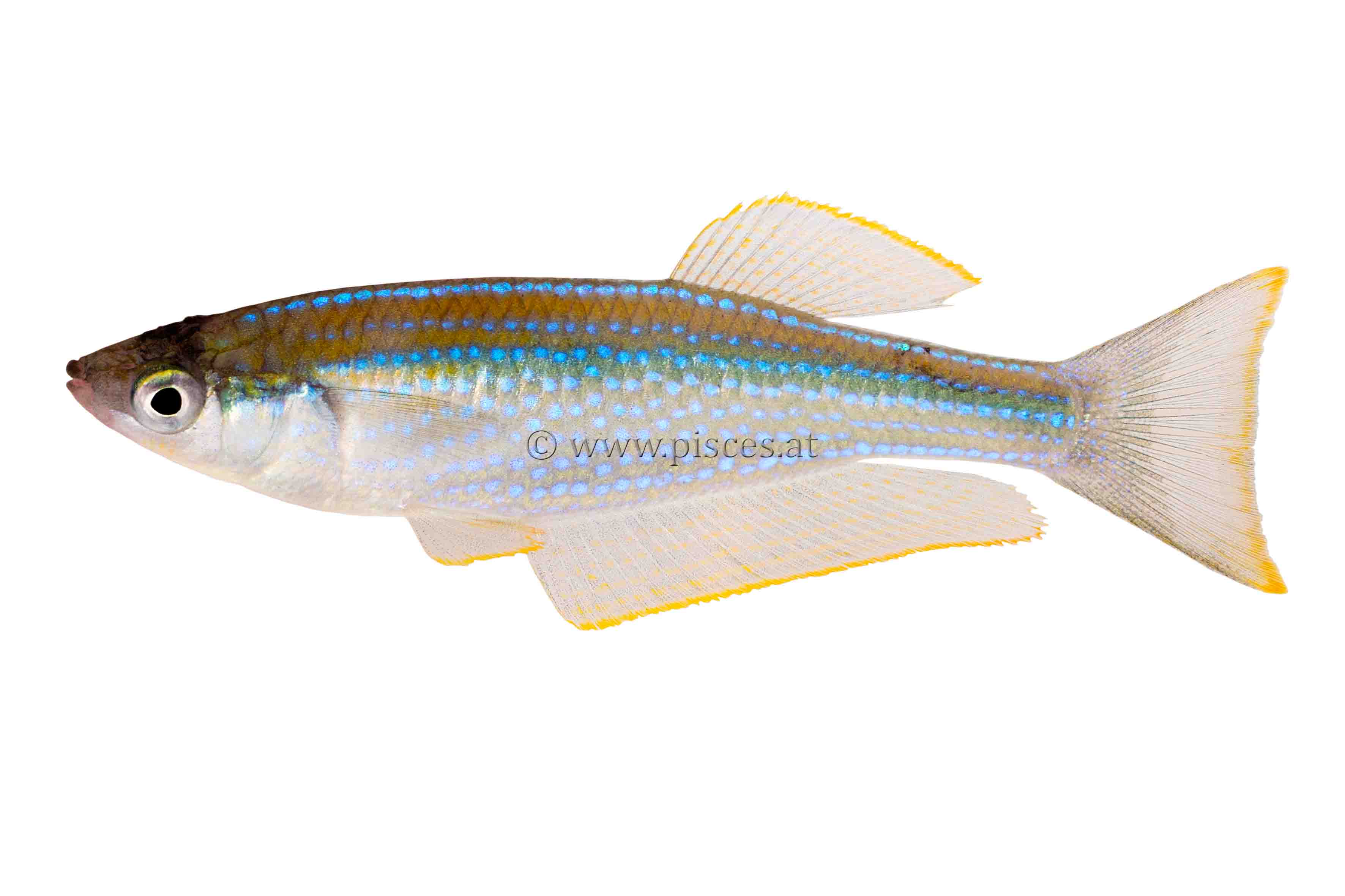 <em>Lamprichthys tanganicanus</em> (Großer Tanganjika-Leuchtaugenfisch, Tanganyika killifish)