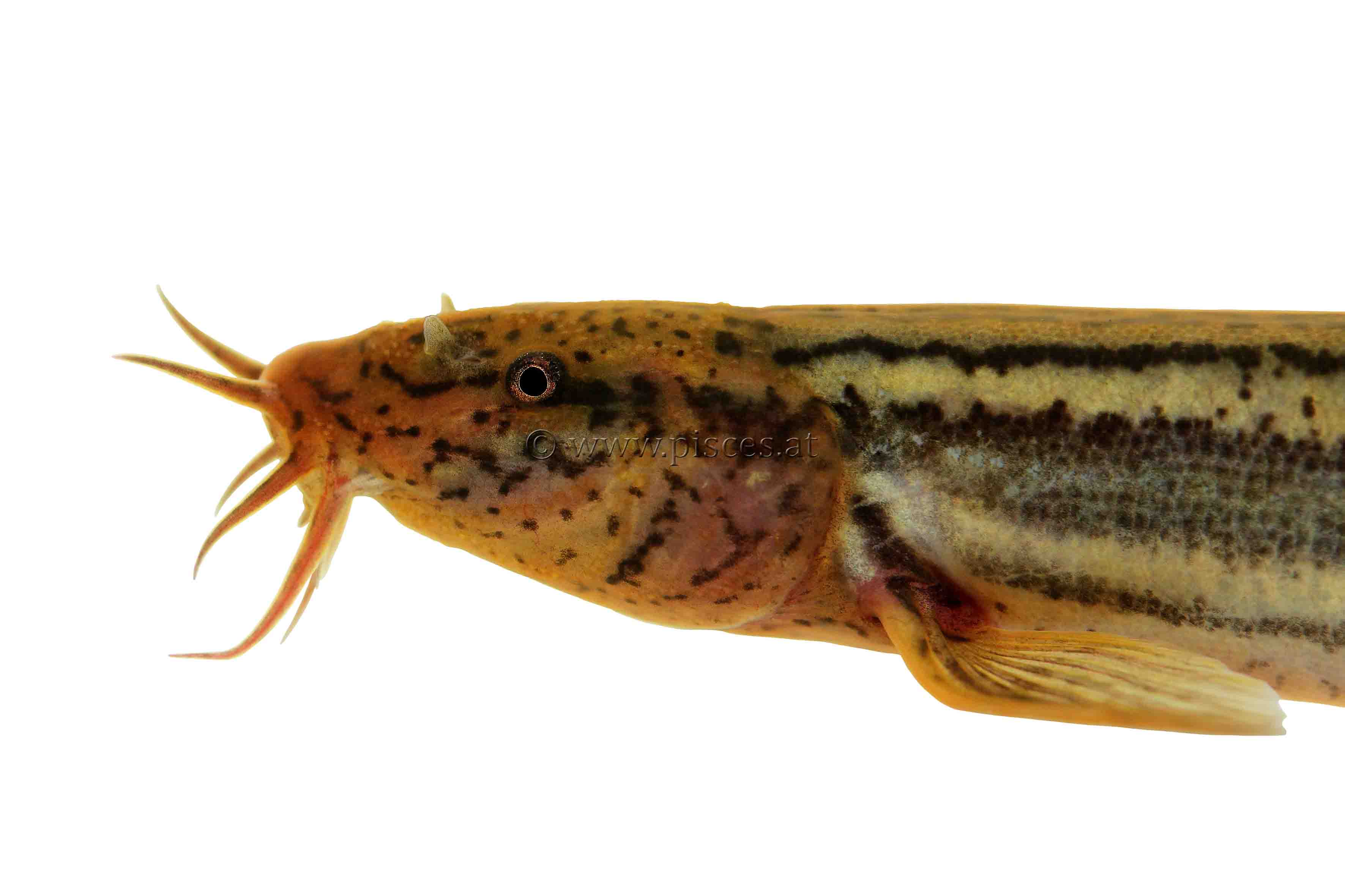 <em>Misgurnus fossilis</em> (Europäischer Schlammpeitzger, Weatherfish)
