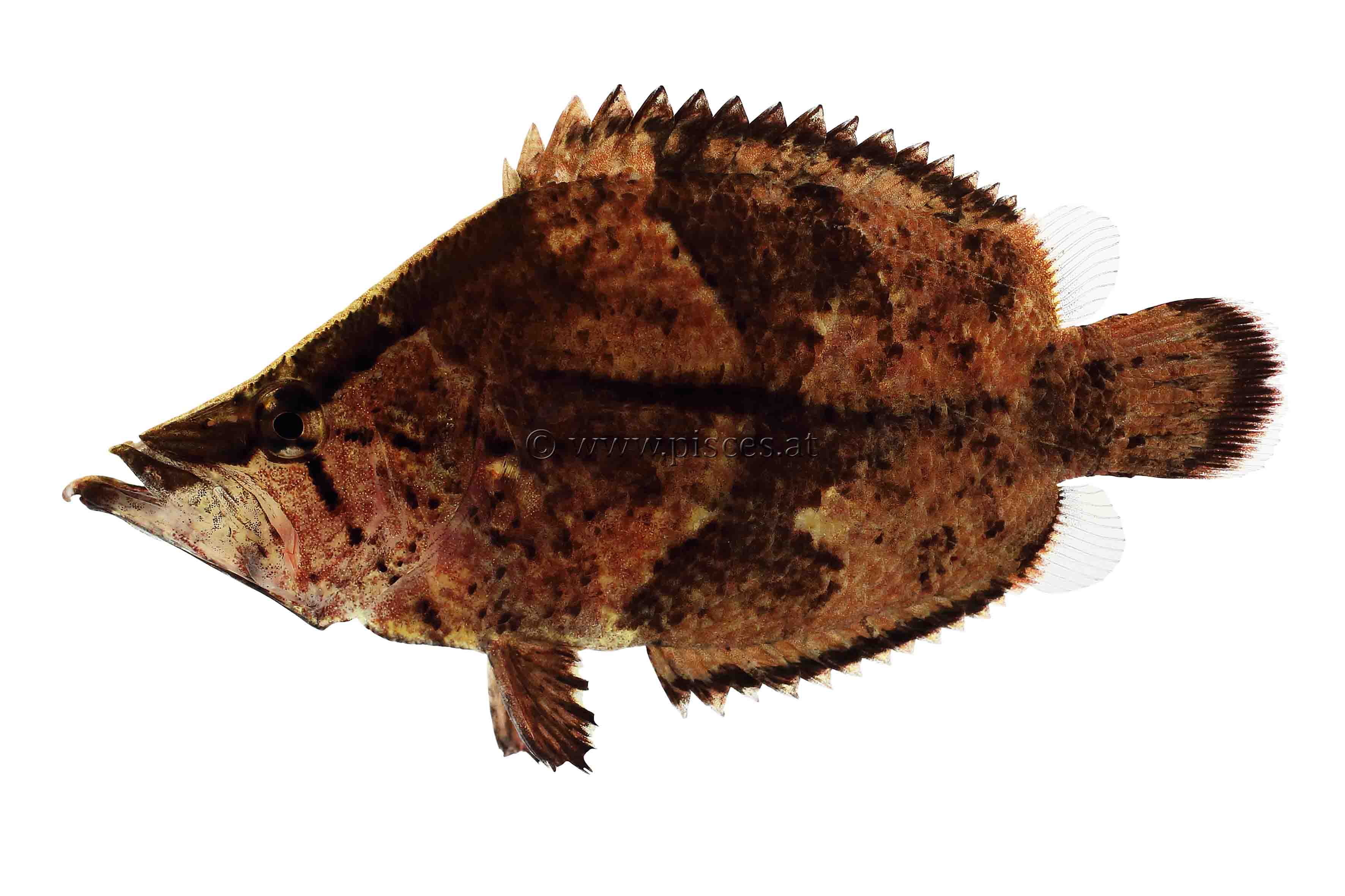 <em>Monocirrhus polyacanthus</em> (Blattfisch, Amazon leaffish)