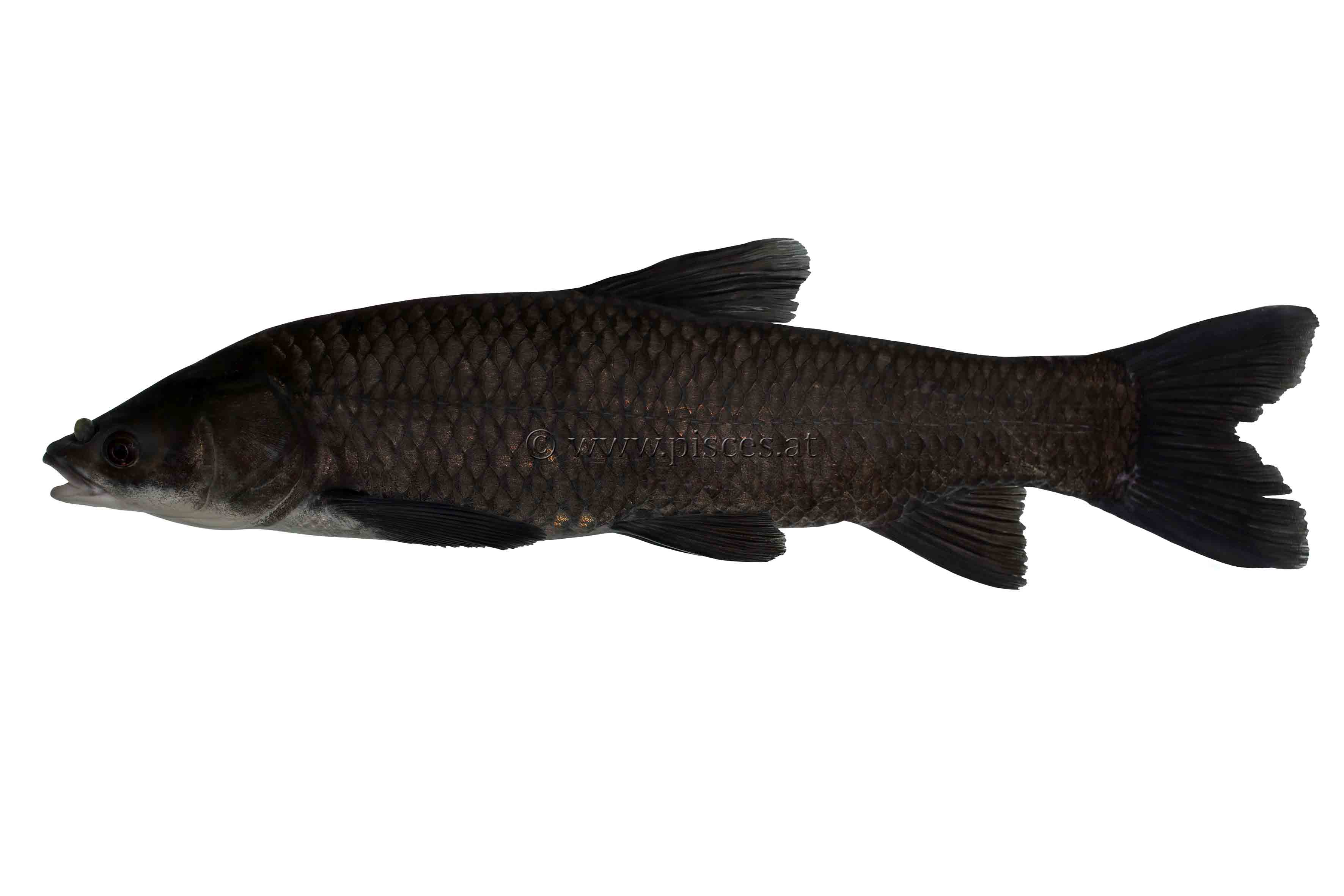 <em>Mylopharyngodon piceus</em> (Schwarzer Amur, Black carp)