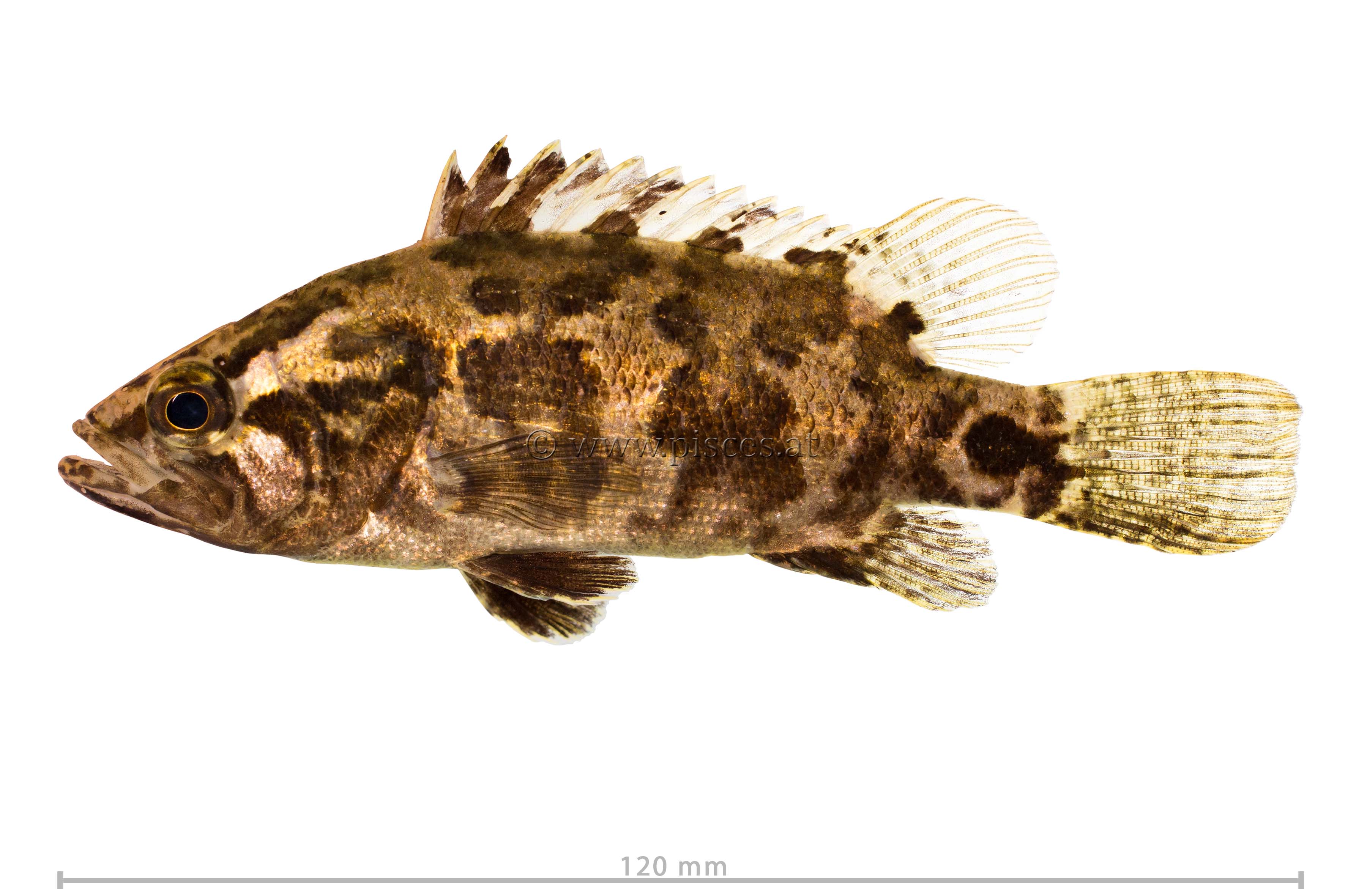 <em<Nandus nandus</em> (Kleiner Nander, Gangetic leaffish)