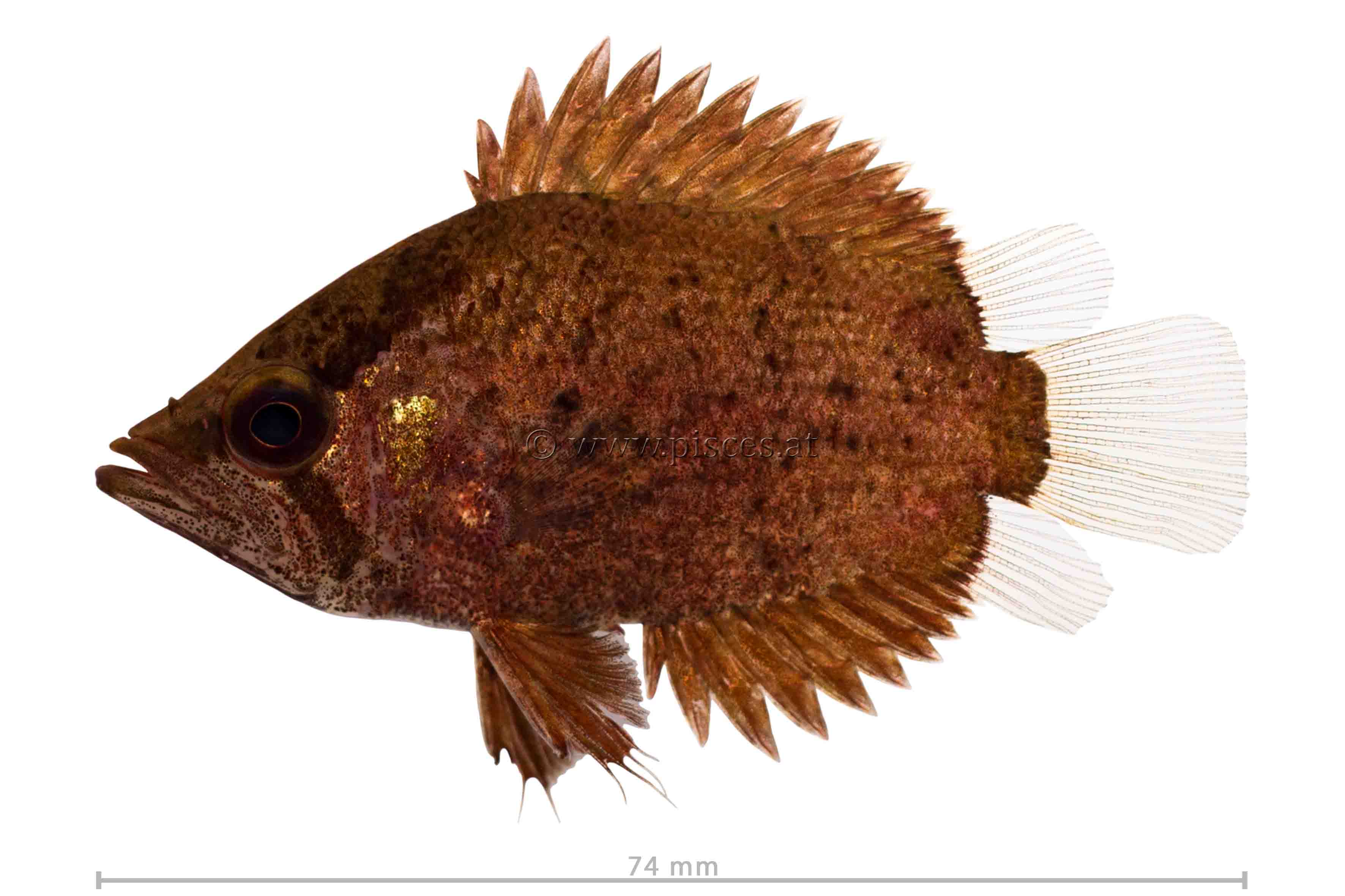 <em>Polycentropsis abbreviata</em> (Afrikanischer Vielstachler, African leaffish)