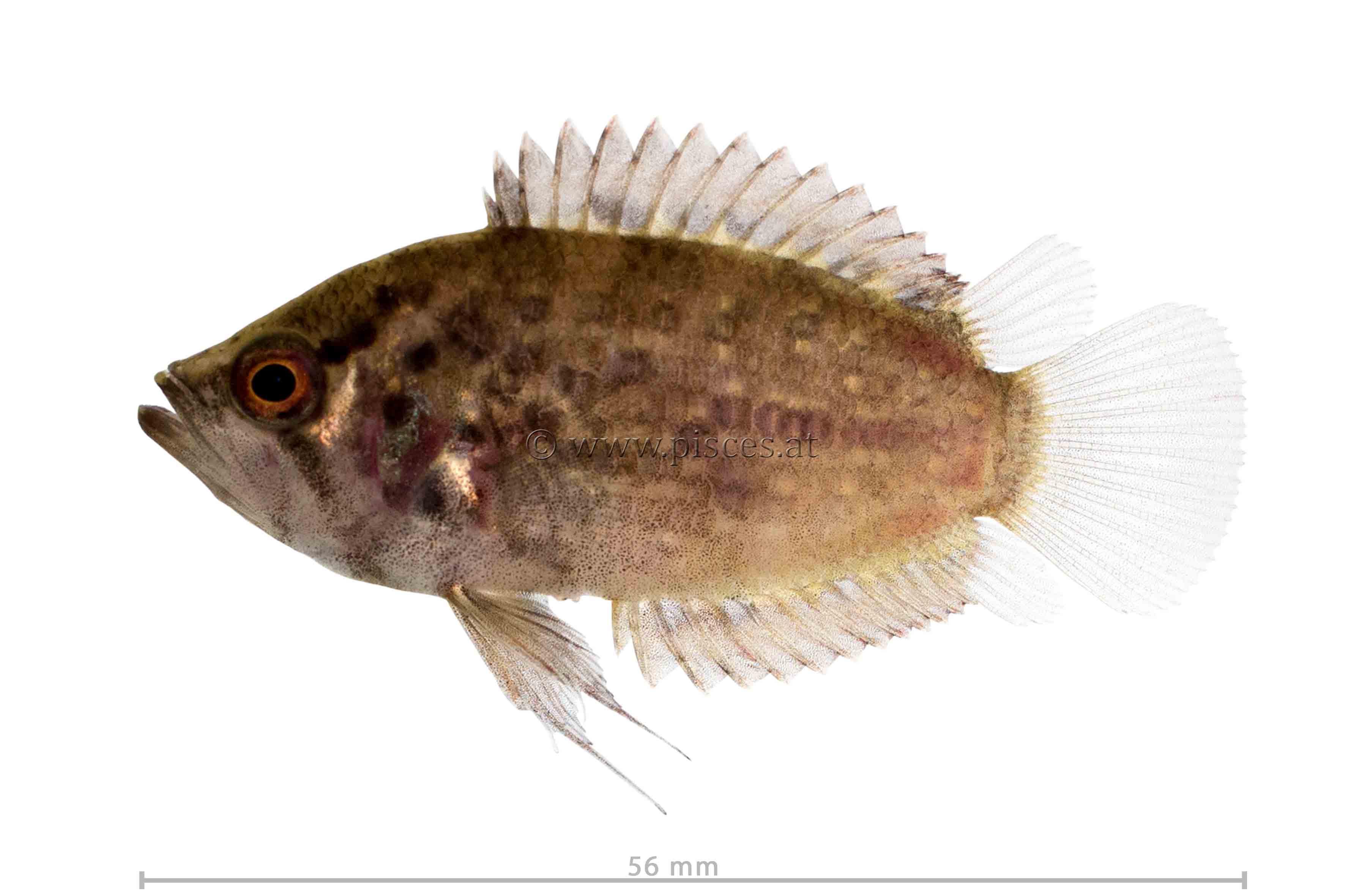<em>Polycentrus schomburgkii</em> (Südamerikanischer Vielstachler, Guyana leaffish)