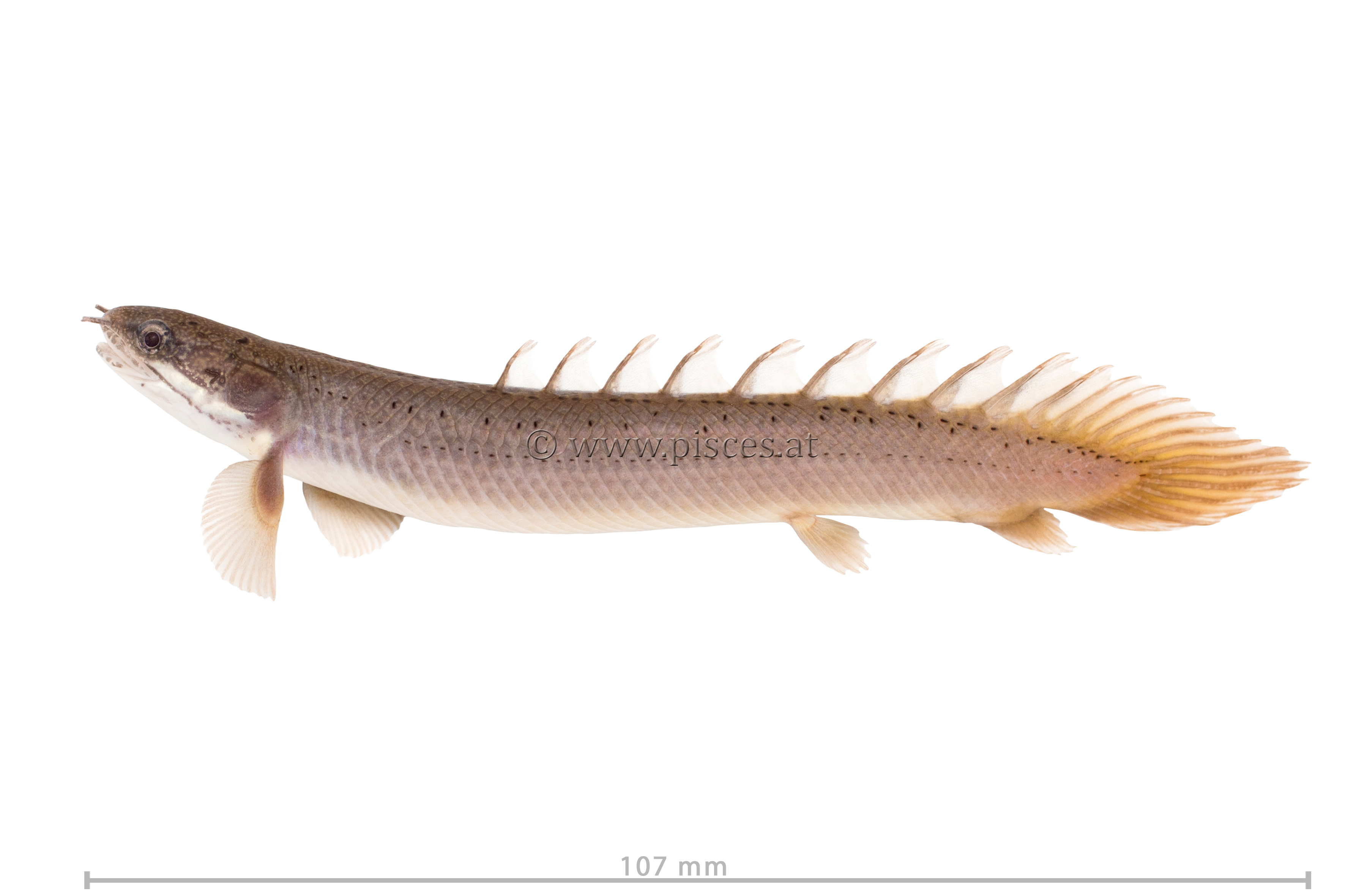 <em>Polypterus senegalus</em> (Senegal-Flösselhecht, Gray bichir)