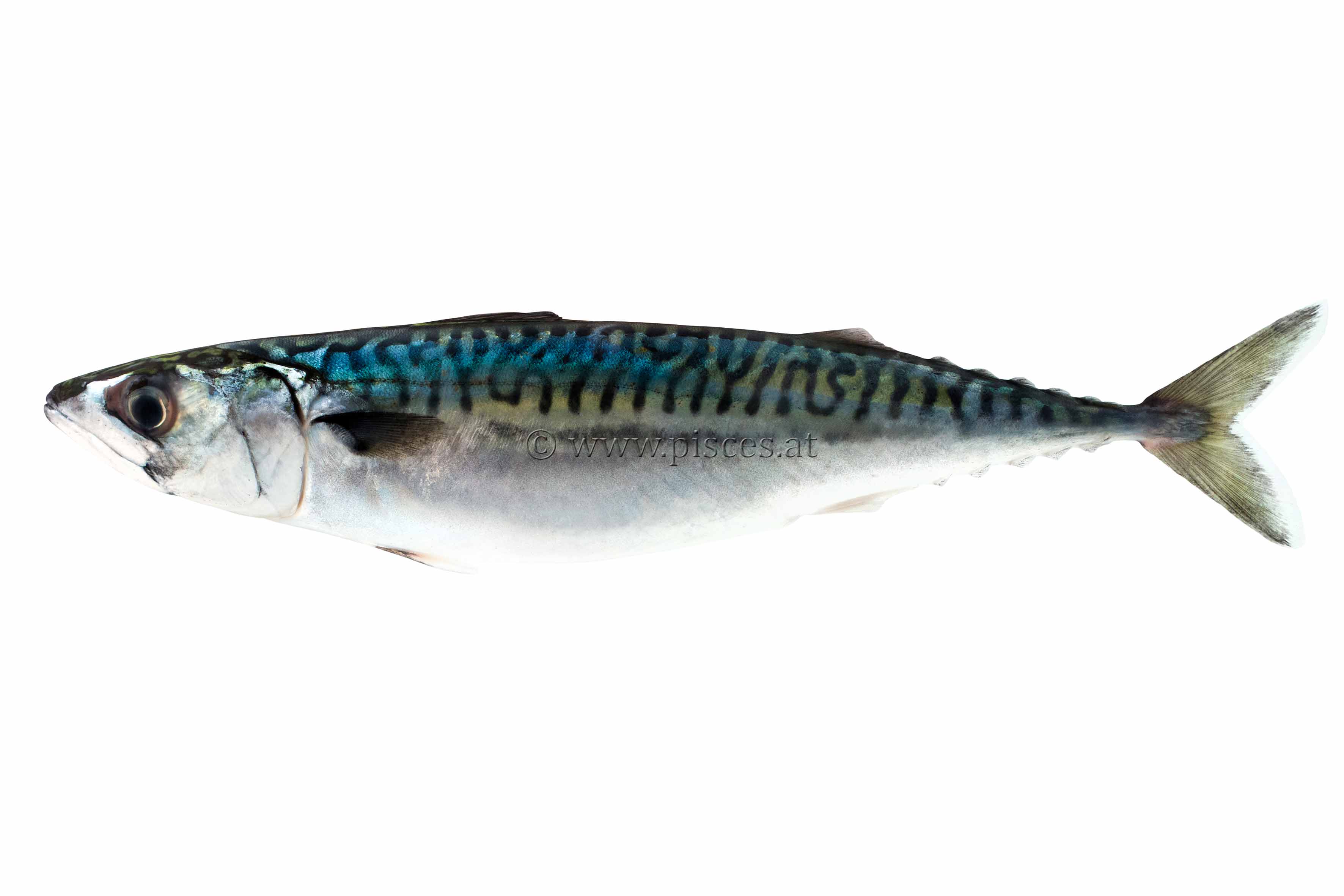 <em>Scomber scombrus</em> (Atlantische Makrele, Atlantic mackerel)