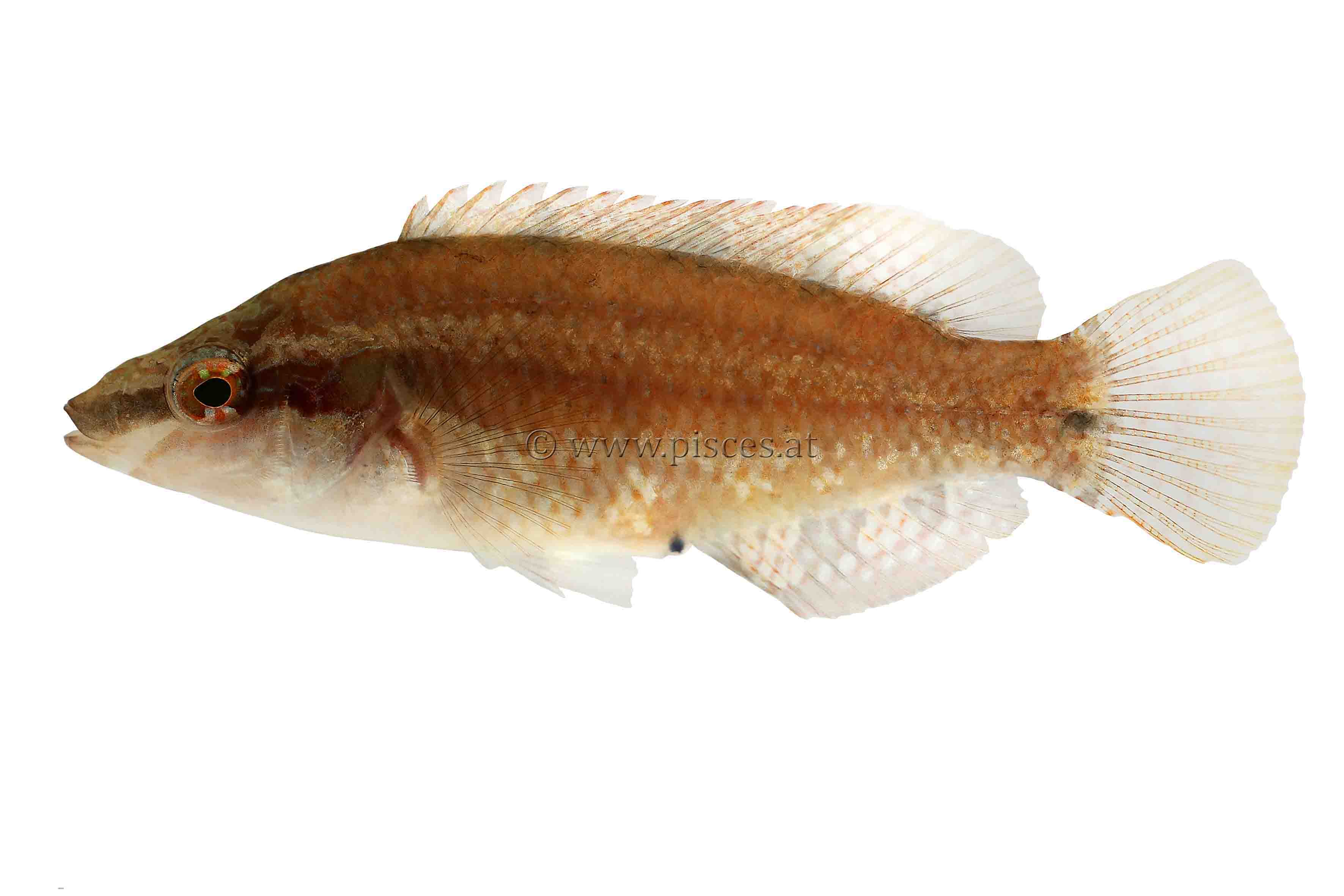 <em>Symphodus ocellatus</em> (Augenfleck-Lippfisch, Ocellated wrasse)
