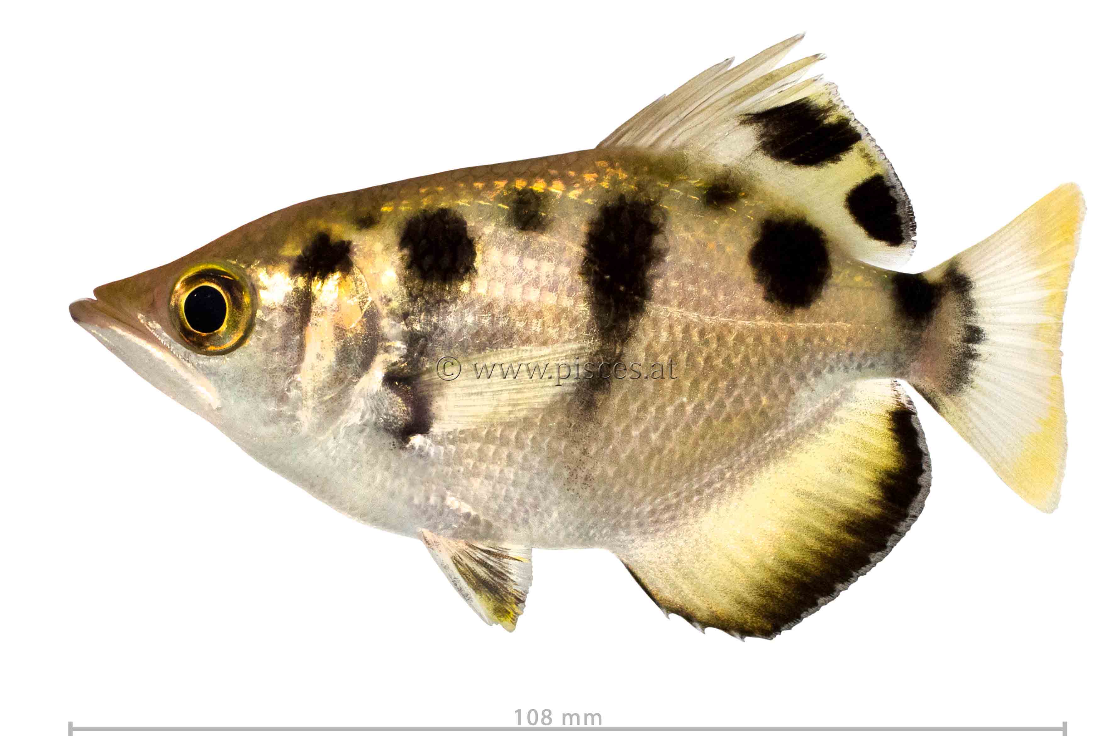 <em>Toxotes chatareus</em> (Gestreifter Schützenfisch, Spotted archerfish)