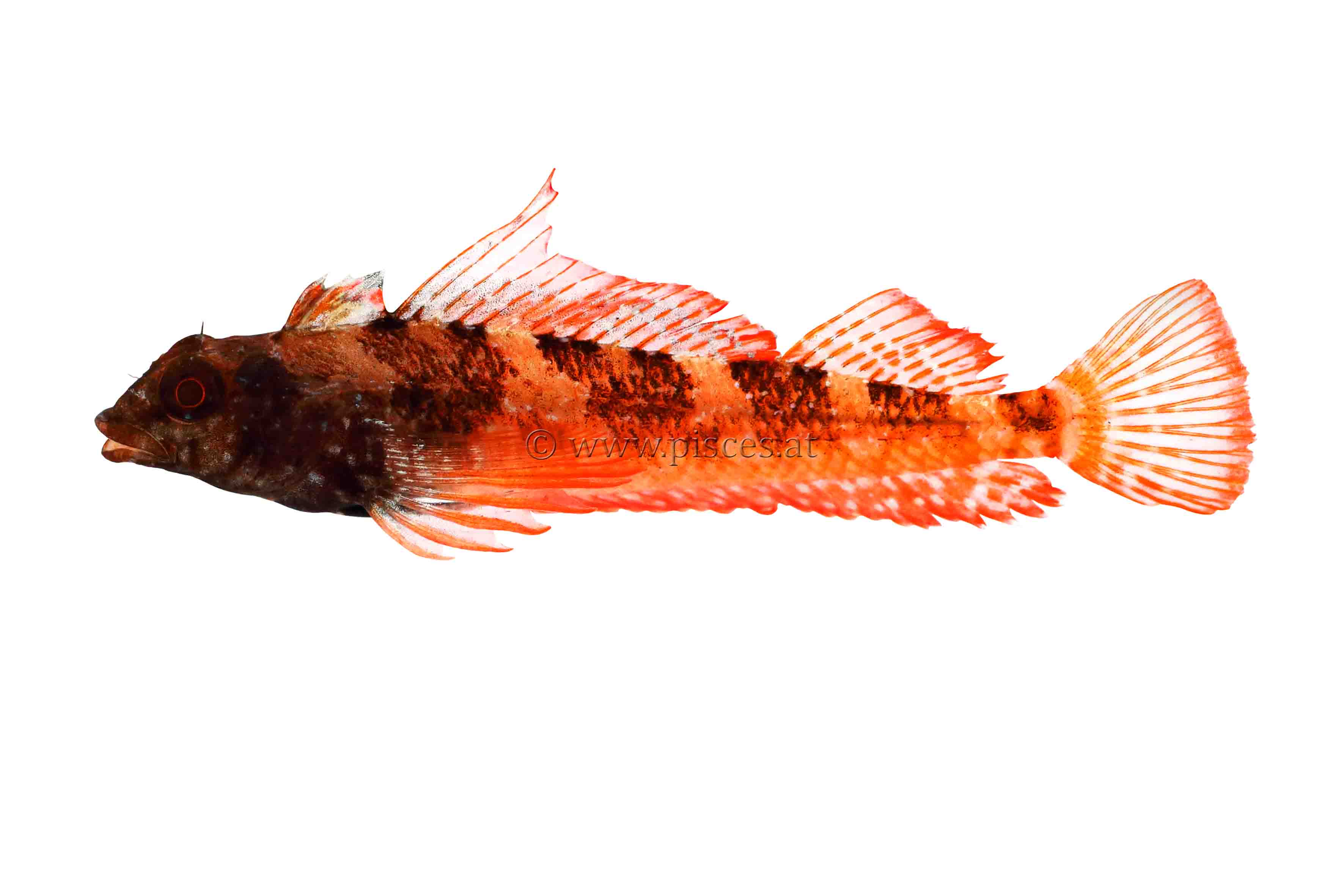 <em>Tripterygion tripteronotus</em> (Roter Spitzkopf-Schleimfisch, Red-black triplefin)