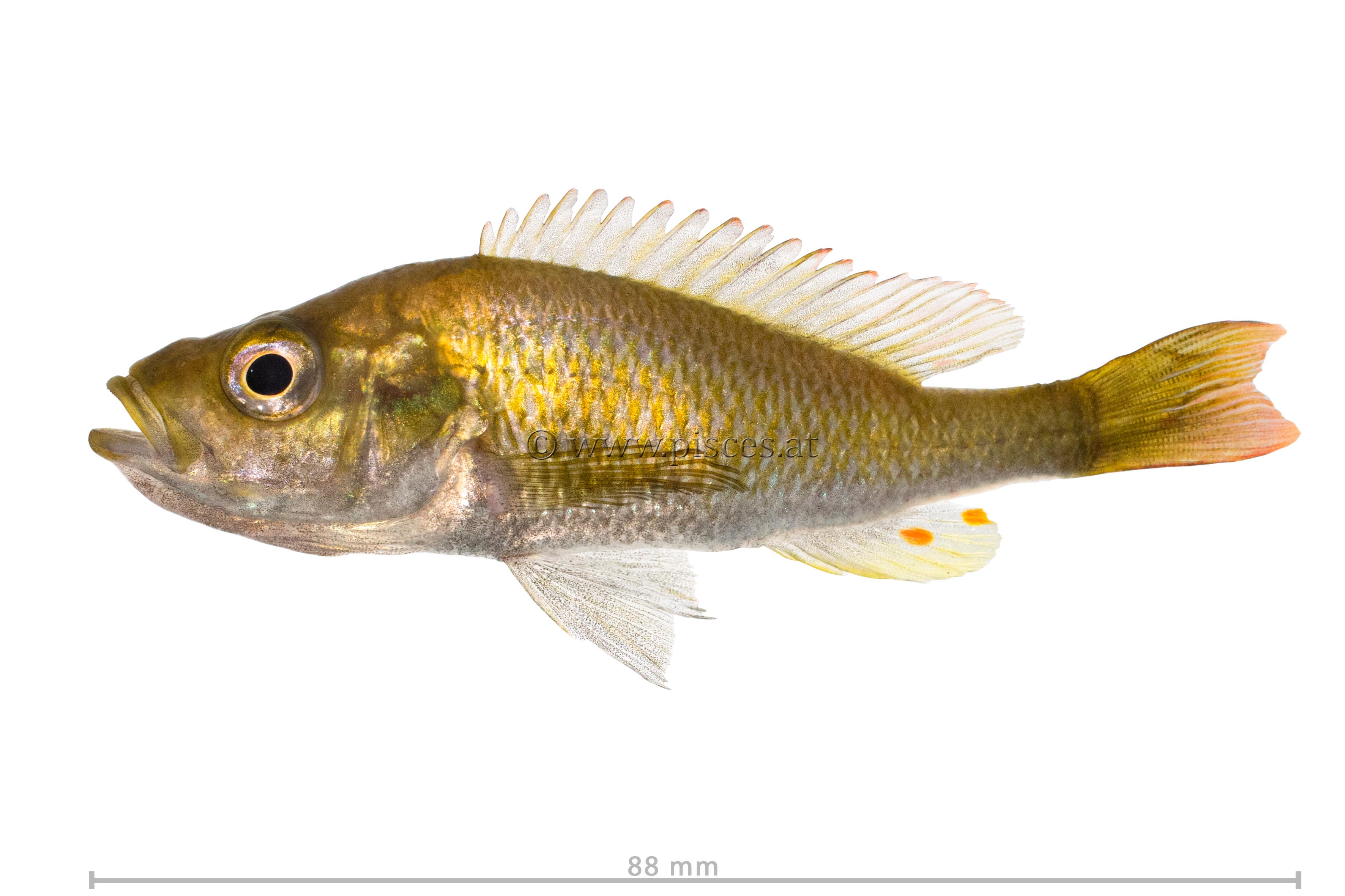 <em>Yssichromis piceatus</em> ()